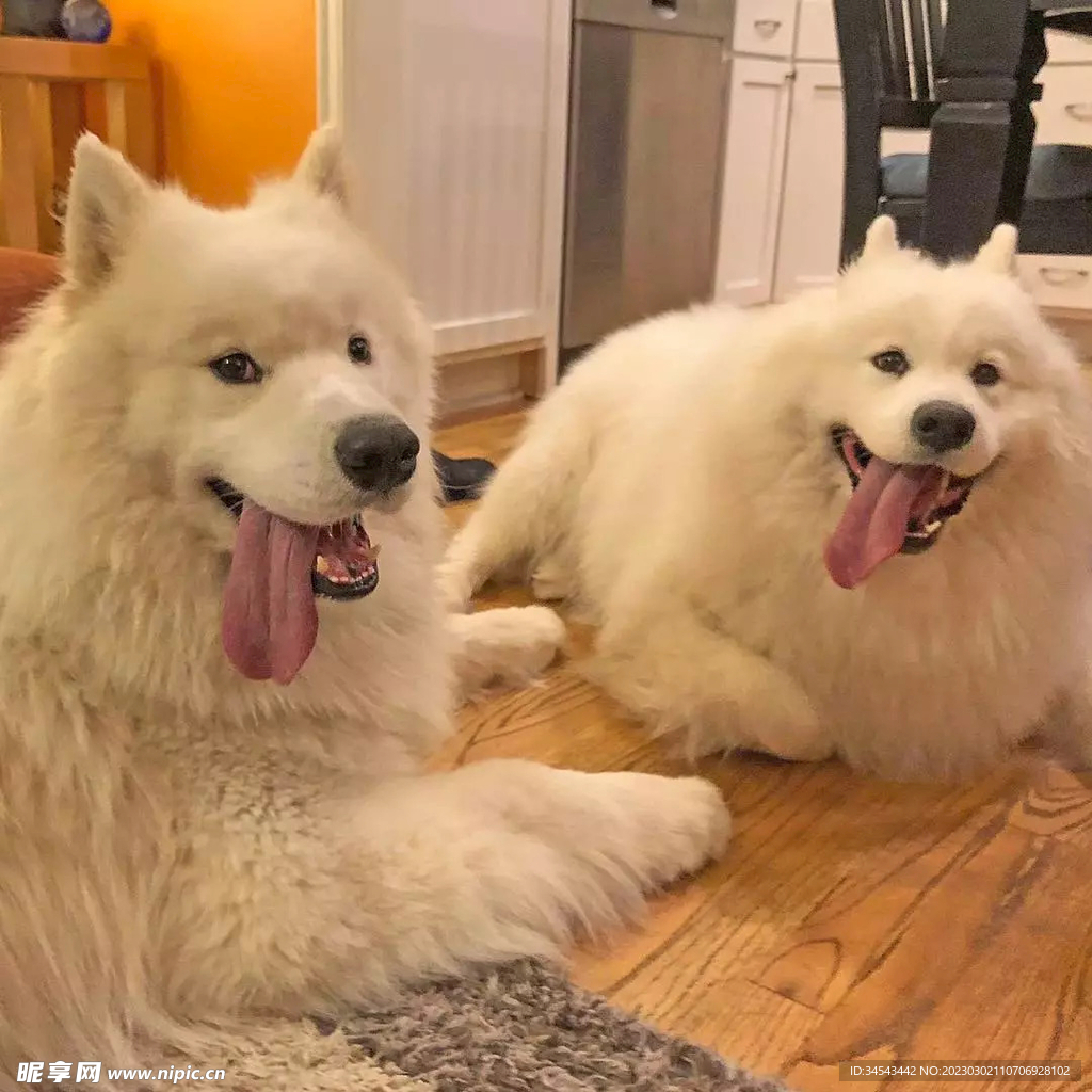 狗