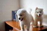 狗