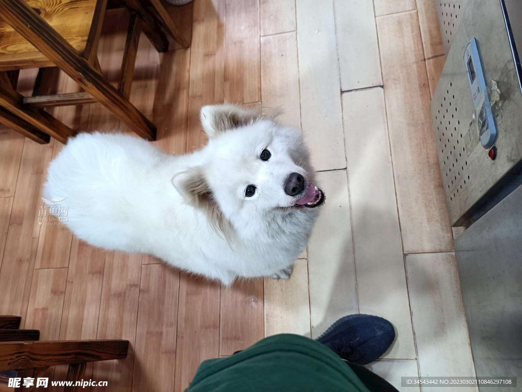 狗