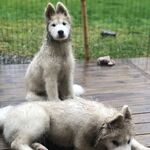 狗