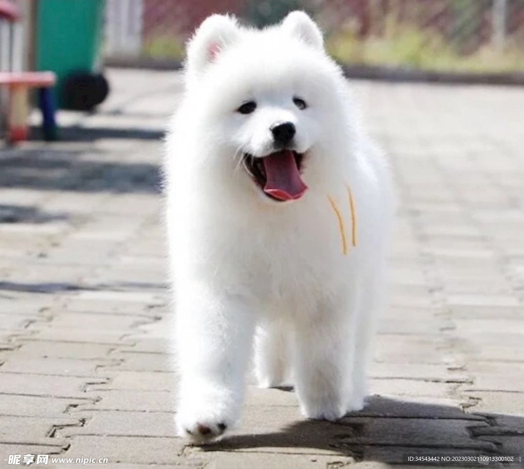 狗