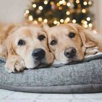 狗