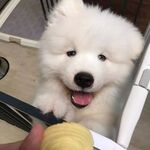 狗