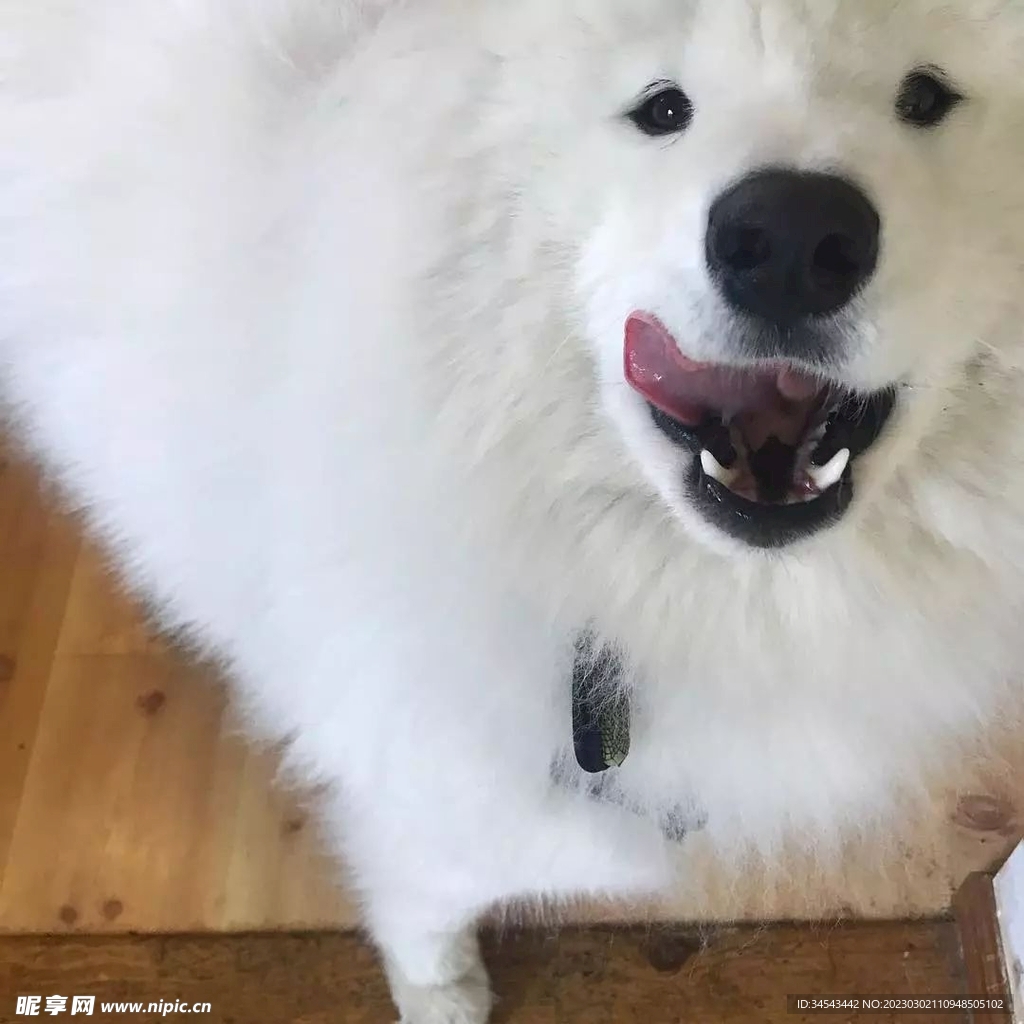 狗