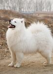 狗