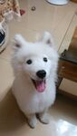 狗