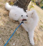 狗