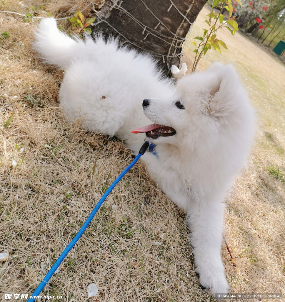 狗