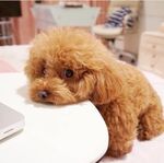 狗