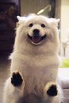 狗