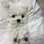 狗