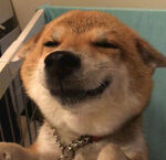 狗