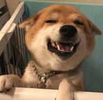 狗