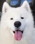 狗