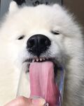狗
