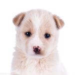 狗