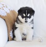 狗