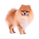 狗