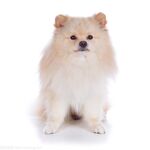 狗
