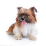 狗