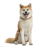 狗