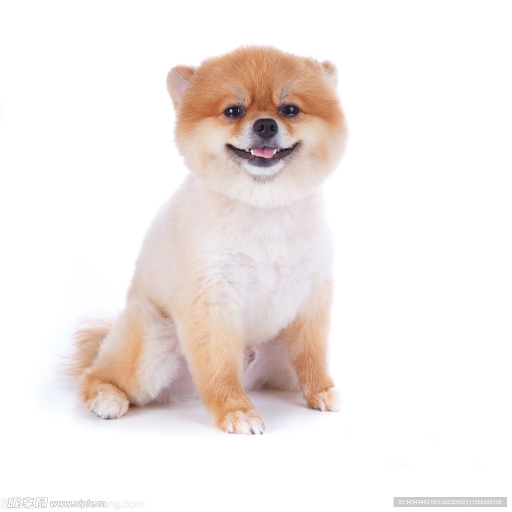 狗