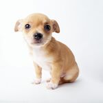 狗
