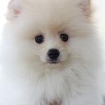 狗
