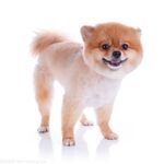 狗
