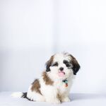 狗