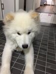 狗
