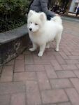 狗