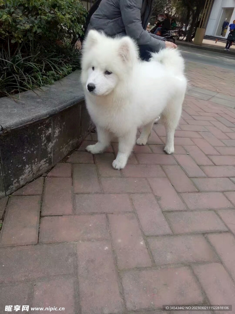 狗