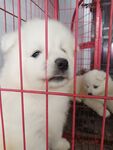 狗