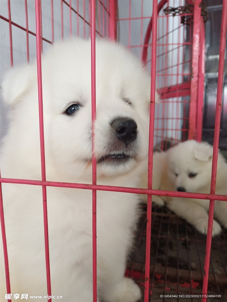 狗