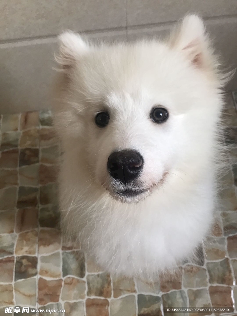 狗