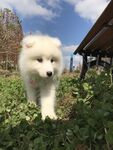 狗