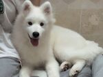 狗
