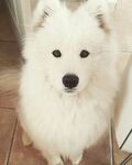 狗