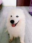 狗