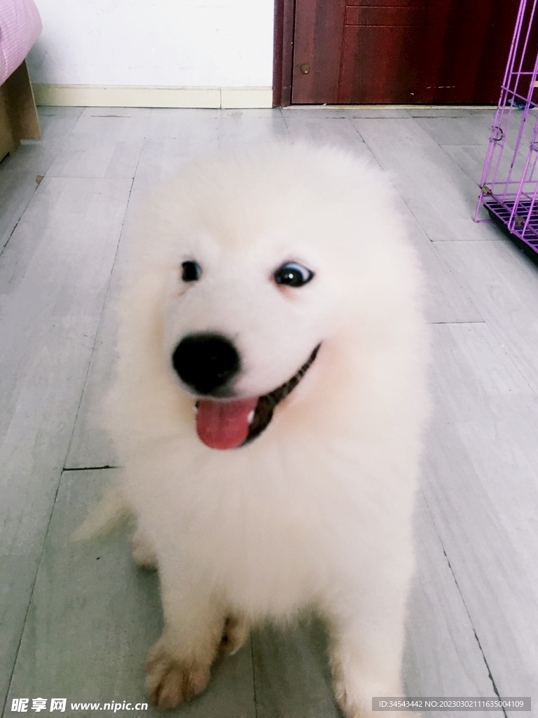 狗