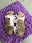 狗