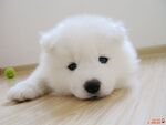 狗