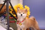 狗