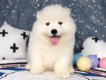 狗