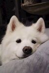 狗