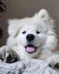 狗