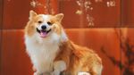 狗