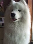 狗
