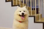 狗